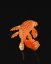 Koi kapr