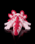 Baby axolotl - Tart