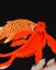 Koi kapr