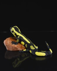 Salamandra