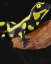 Salamandra