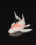 Koi kapr