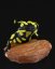 Salamandra