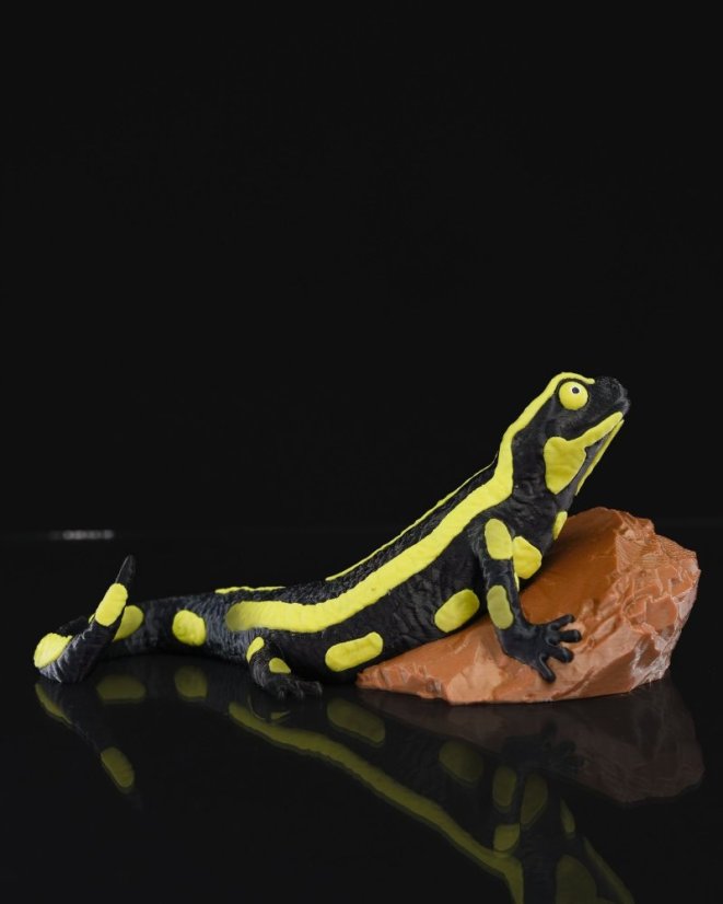 Salamandra