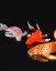 Koi kapr