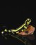 Salamandra