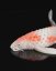 Koi kapr